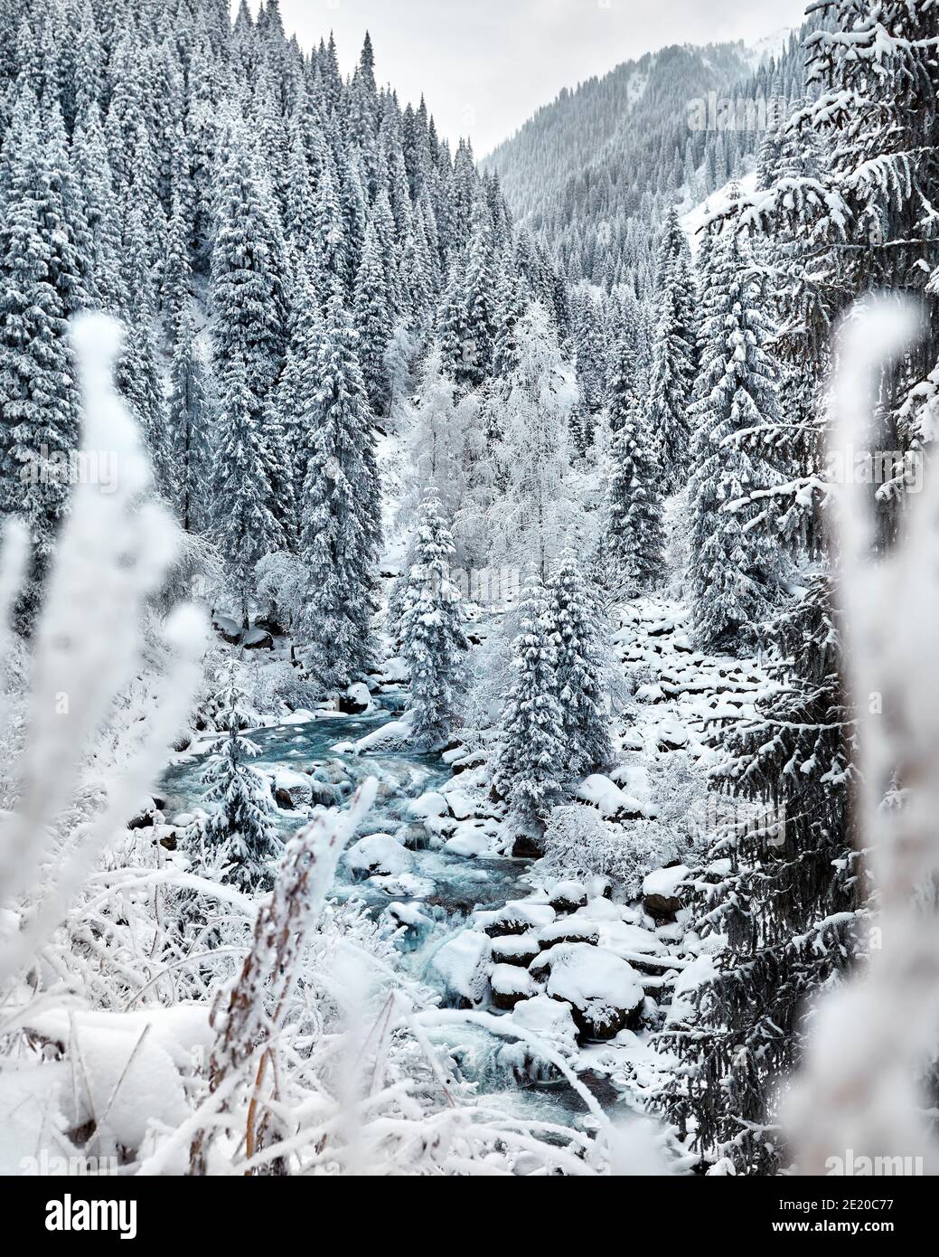 Forêt d'épinettes près de la rivière et de la montagne avec de la neige En hiver au Kazakhstan Banque D'Images