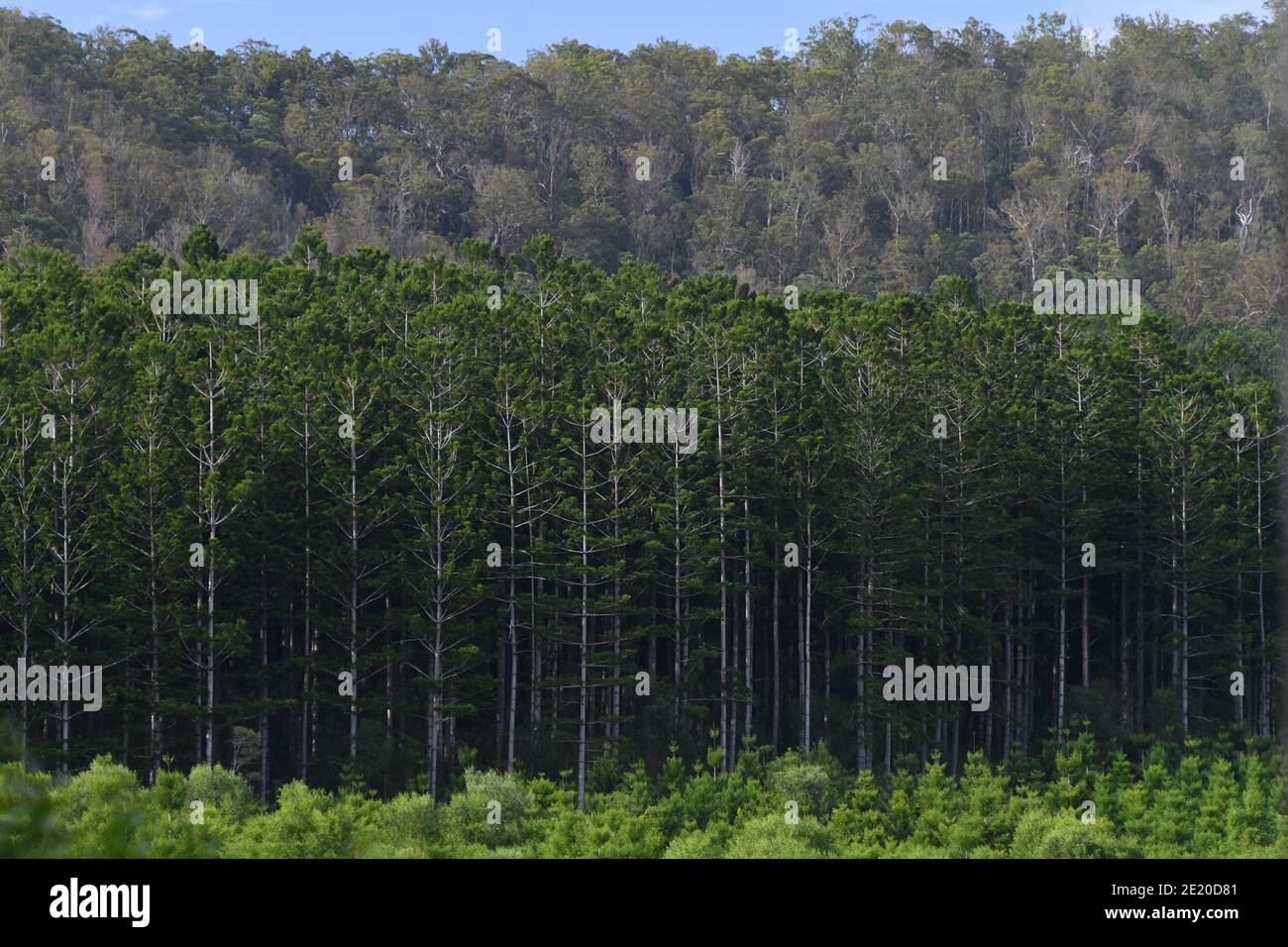 Une colonnade de grands pins sur une plantation de pins sur la côte est de l'Australie. Banque D'Images