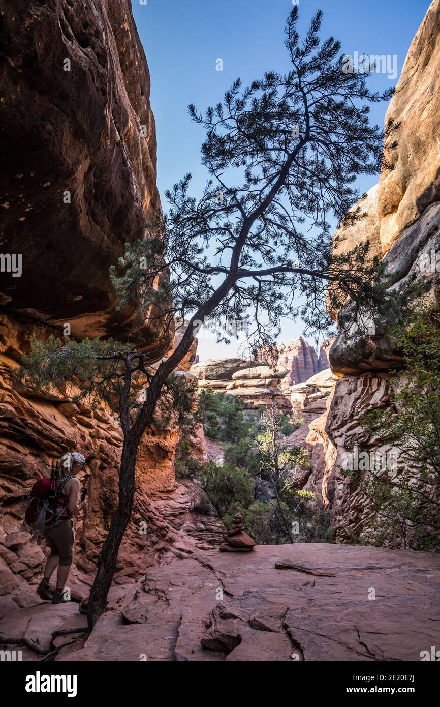 Une femme qui fait de la randonnée sur le sentier de Chesler Park, le quartier des aiguilles, le parc national de Canyonlands, Utah, États-Unis. Banque D'Images