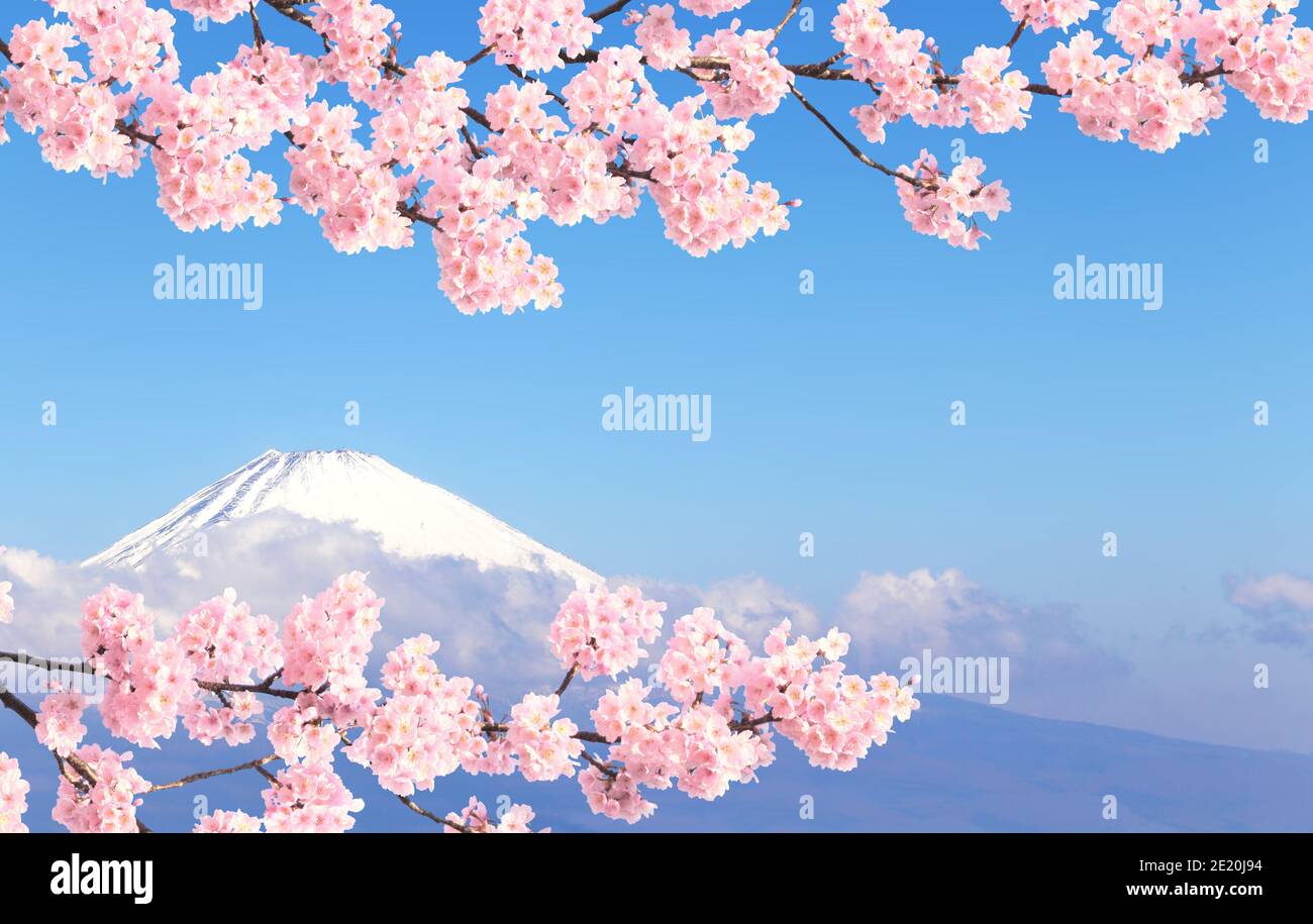 Magnifique Mont Fuji sacré (Fujiyama) dans les nuages et branche de la sakura en fleur avec des fleurs blanches, Japon. Sur fond bleu ciel. Vue de Moun Banque D'Images