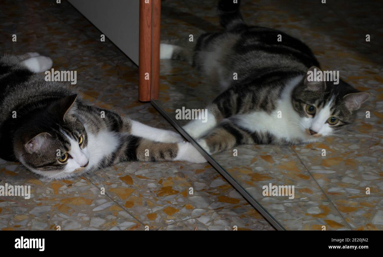 Chaton Avec Miroir Sur Fond Blanc Chaton Ressemble A Un Miroir Reflet D Un Lion Photo Stock Alamy Chaton Avec Miroir Sur Fond Blanc Chaton Ressemble A Un Miroir Reflet D Un Lion Photo Stock Alamy