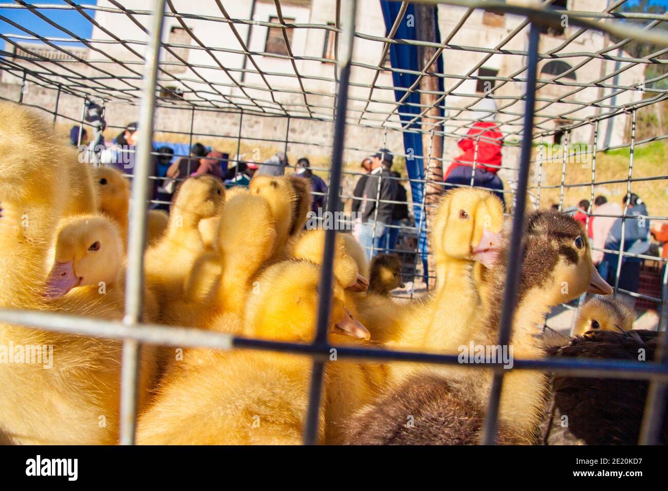 La vente de canards, de poulets et de hamsters se fait chaque semaine sur le marché des animaux d'Otavalo, dans la province d'Imbabura, en Équateur, en Amérique du Sud. Banque D'Images