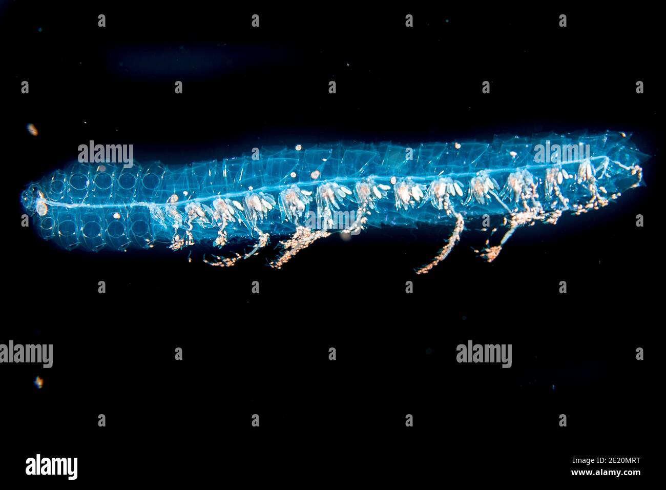 Un siphonophore ou l'hydrozoaire, Agalma okeni. Il s'agit d'un membre de la famille des animaux gélatineux appelé Cnidaires. Les tentacules en bas sont veino Banque D'Images