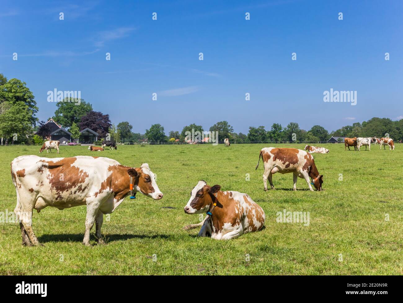 Vaches Holstein rouges dans le paysage hollandais près d'Ootmarsum à Twente, Overijssel Banque D'Images
