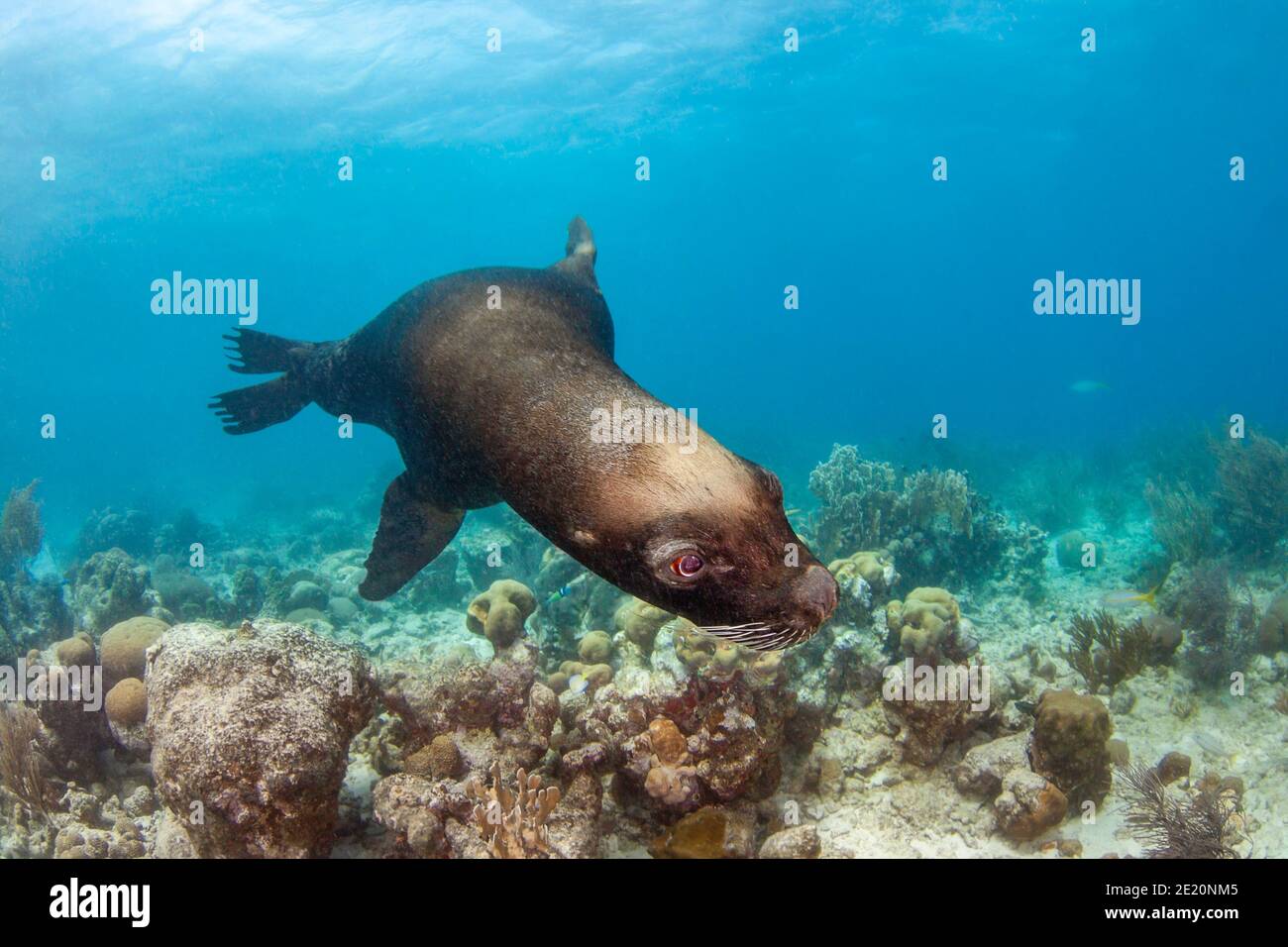 Ce lion de mer d'Amérique du Sud ou du sud de l'otarie, Otaria flavescens, semble hors de place sur un récif des Caraïbes. C'est un résident de l'aquarium sur la mer Banque D'Images