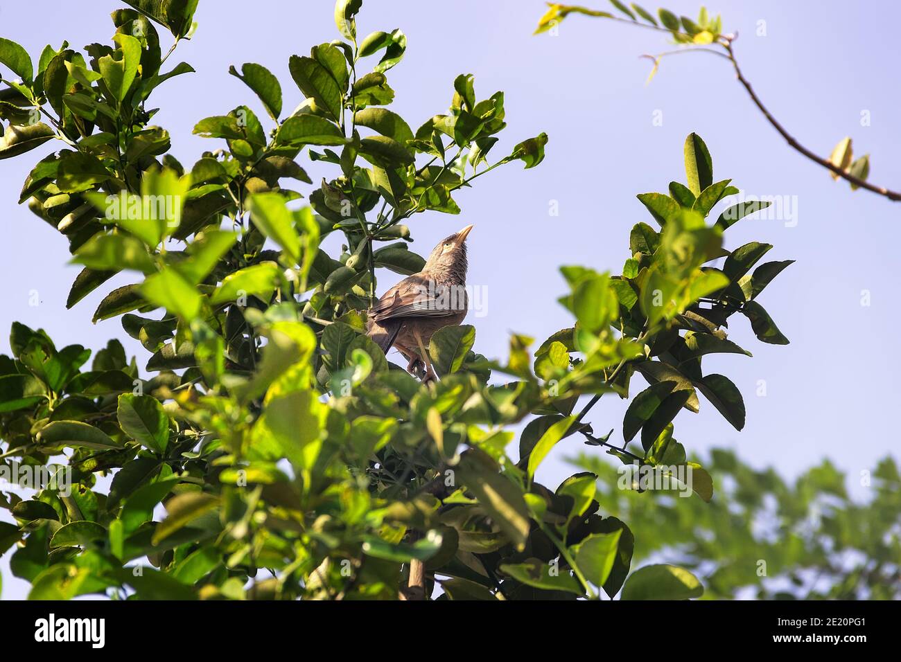 Babbler à bec jaune (Argya affinis taprobanus) au Sri Lanka, en hiver Banque D'Images