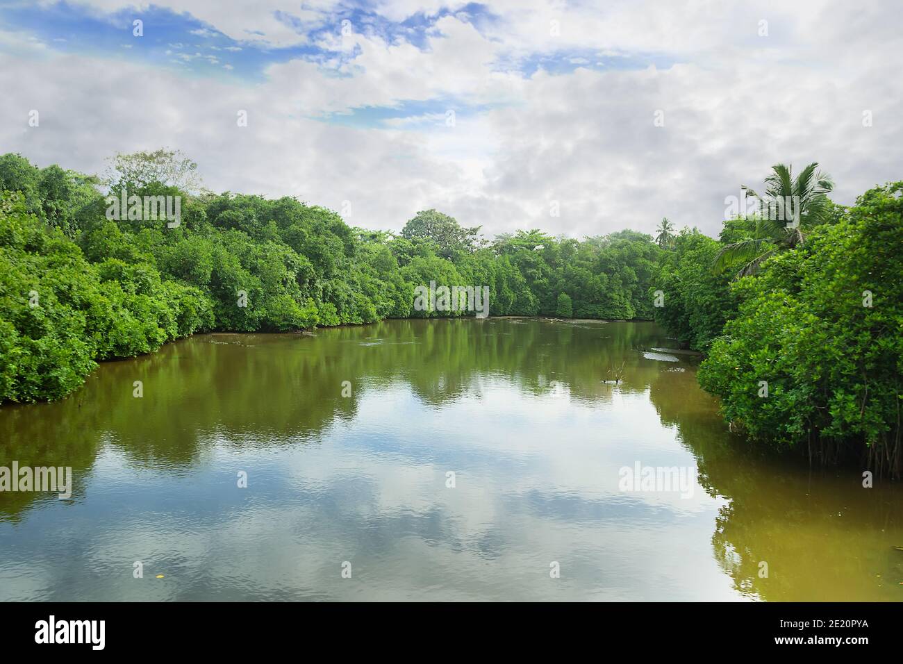 Forêts tropicales sur les plaines du Sri Lanka. - la limite écologique, l'embouchure de la rivière et le début des forêts de mangroves comme écosystème le plus riche Banque D'Images