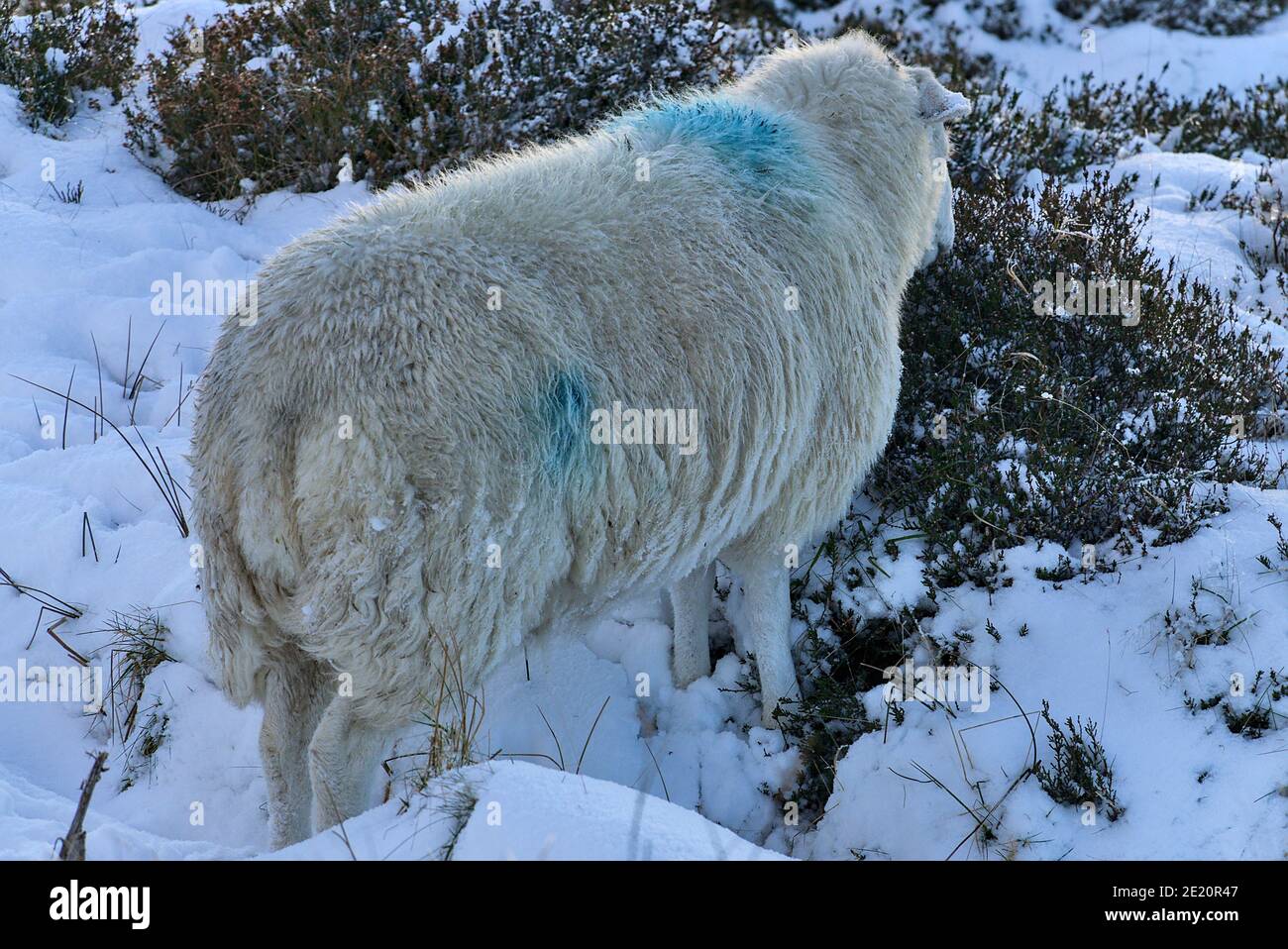 Seul mouton broutant de l'herbe givrée et neigeuse le long d'Old Military Road dans Wicklow Mountains, Co. Wicklow, Irlande. Vue rapprochée. Superbe hiver Banque D'Images