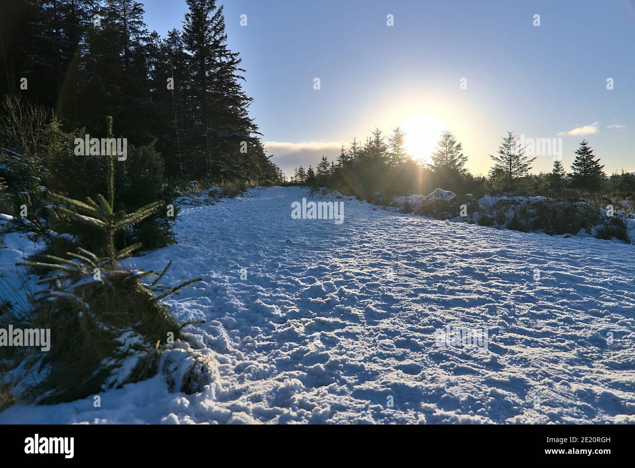 Soleil d'hiver touchant le sommet des arbres dans la forêt d'épicéa à Dublin Panoramic View point, Killakee, Co. Dublin, Irlande. Inhabituel hiver irlandais très froid 2021 Banque D'Images