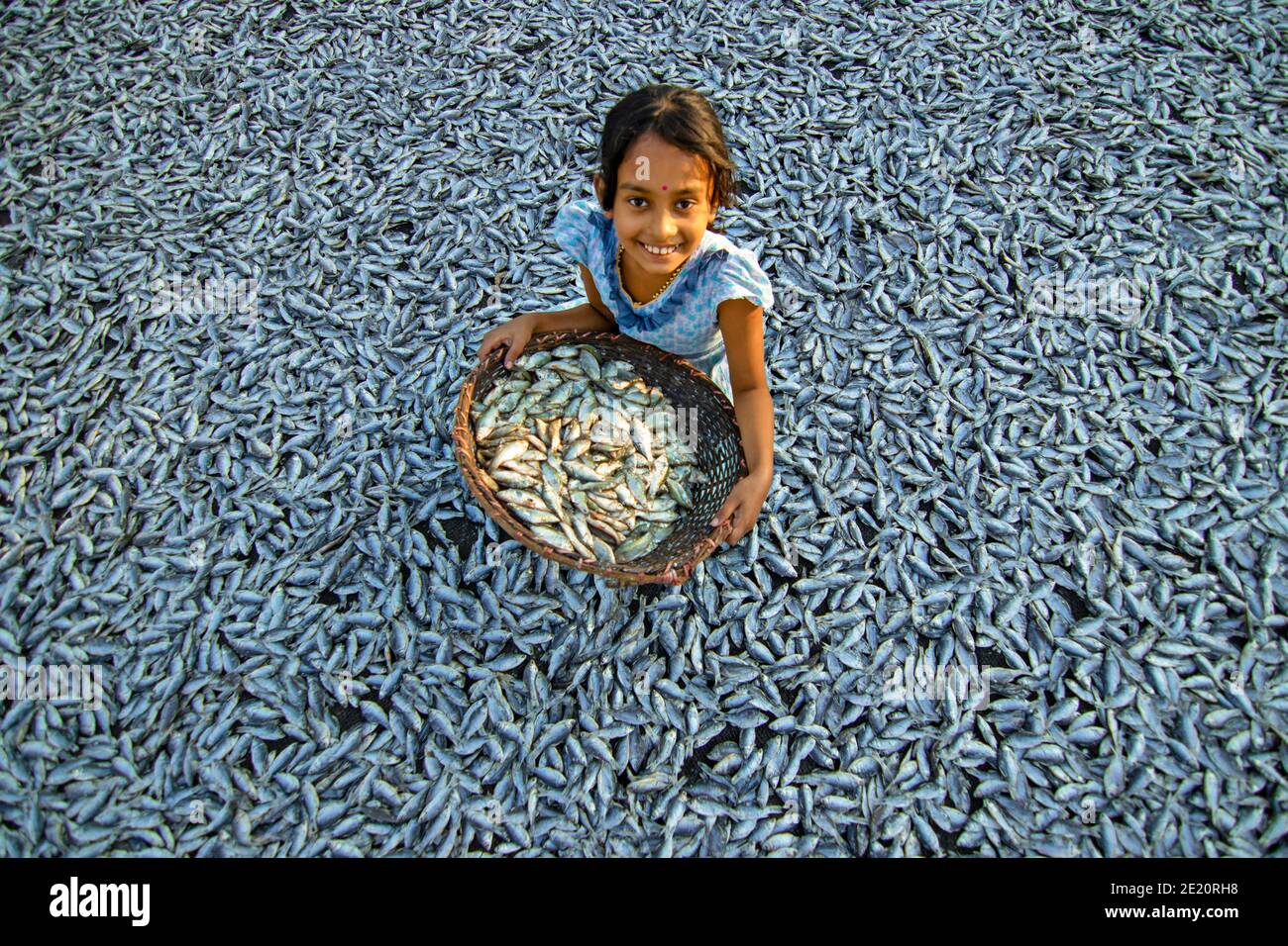 Brahmanbaria, Bangladesh. 29 novembre 2020. Une fille montre Puti Fishes à sécher sous le soleil pour le long processus de fabrication du poisson sec. Les ouvriers coupent et nettoient les poissons, ajoutent du sel et ensuite les sèchent sur une plate-forme en bambou au soleil pendant quatre à cinq jours. Une fois que les poissons sont correctement séchés, ils sont emballés pour la vente sur les marchés. (Photo de Joy Saha/Pacific Press) Credit: Pacific Press Media production Corp./Alay Live News Banque D'Images