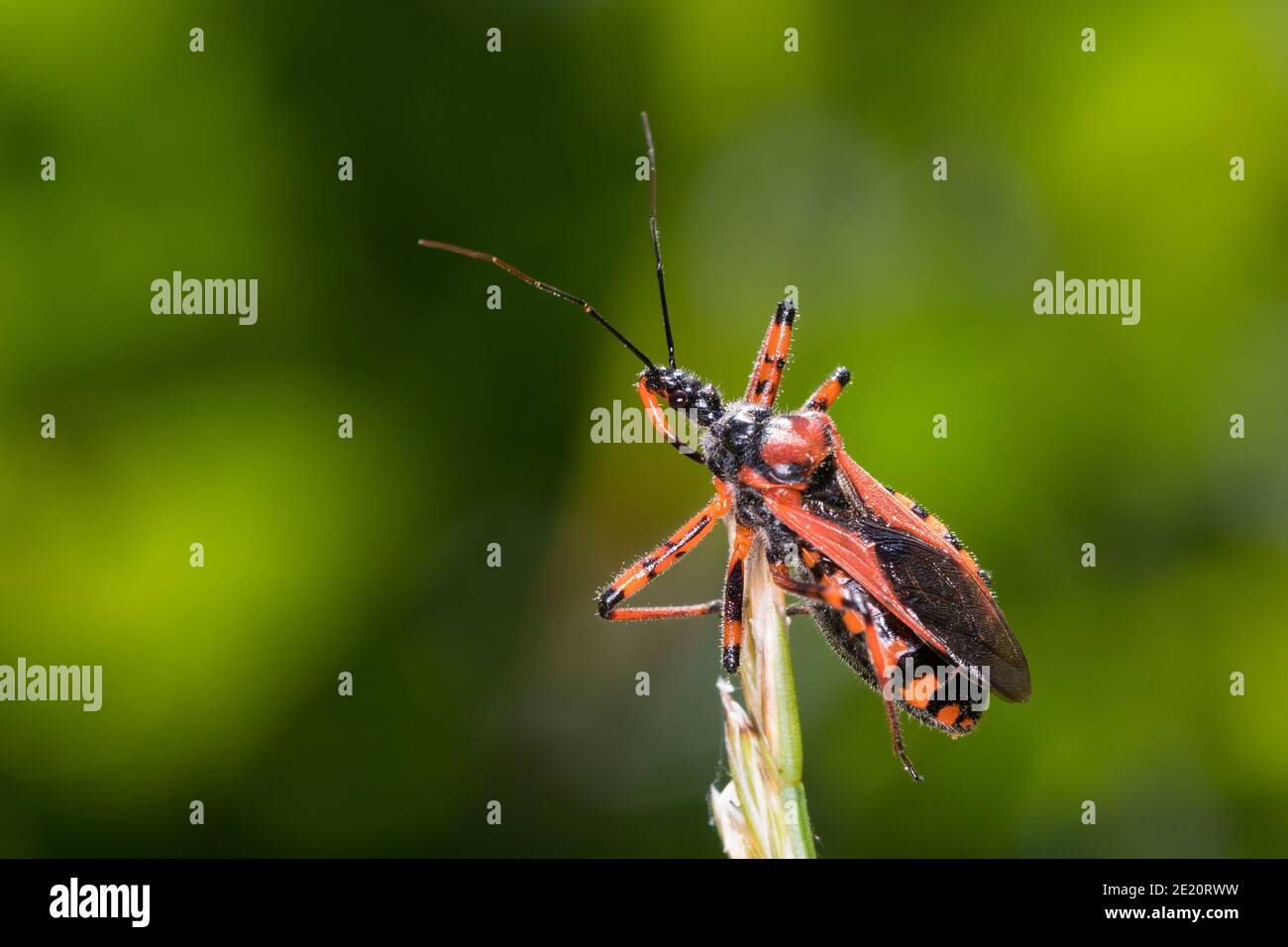 Mordwanze par cœur, Zornige Raubwanze, Mordwanze, Raubwanze, Rhynocoris iracundus, Rhinocoris iracundus, Rhynocoris iracundus, assassin rouge, Reduviida Banque D'Images