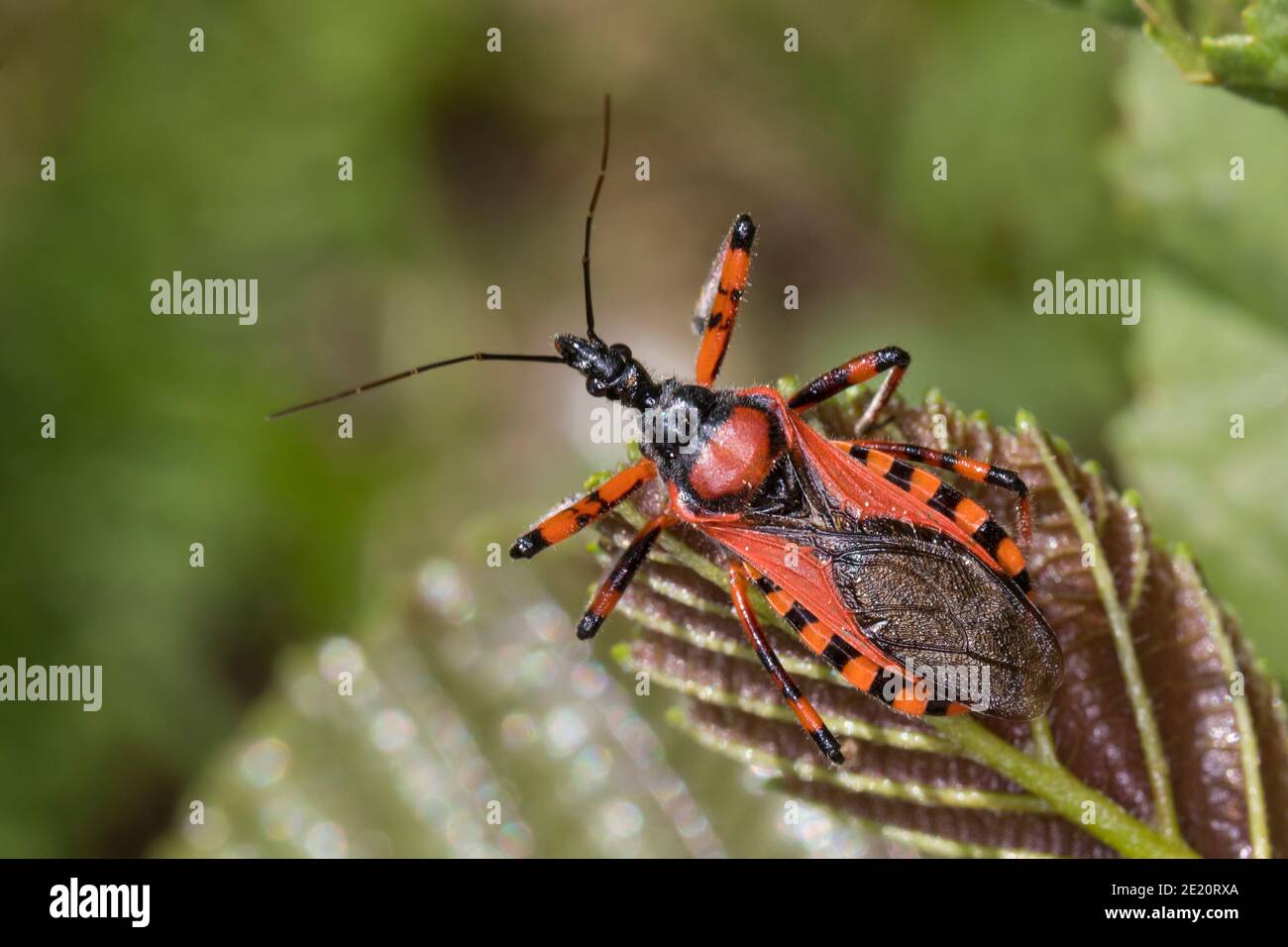 Mordwanze par cœur, Zornige Raubwanze, Mordwanze, Raubwanze, Rhynocoris iracundus, Rhinocoris iracundus, Rhynocoris iracundus, assassin rouge, Reduviida Banque D'Images