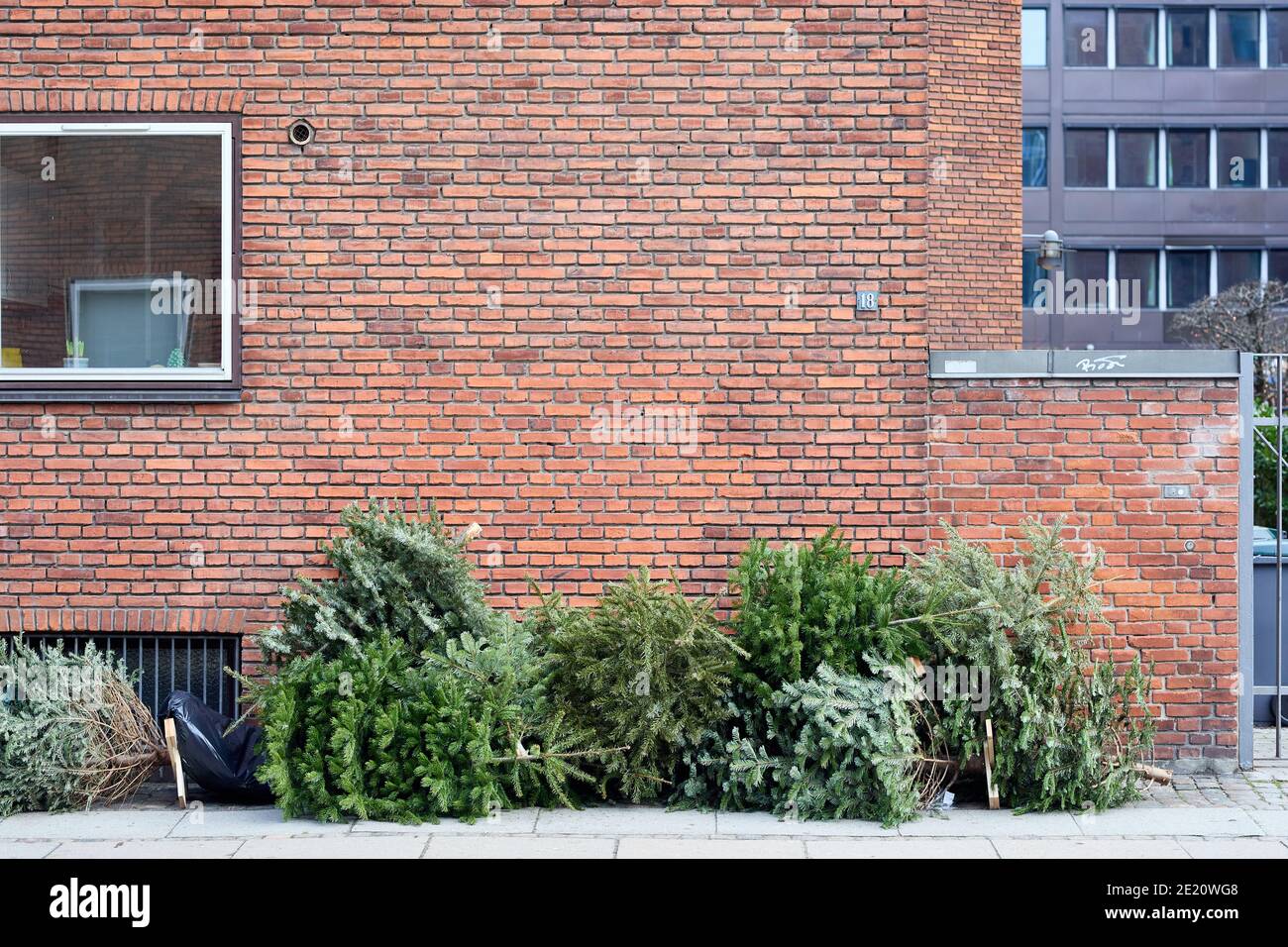 Arbres de Noël jetés sur la chaussée à l'extérieur de l'immeuble; Copenhague, Danemark Banque D'Images
