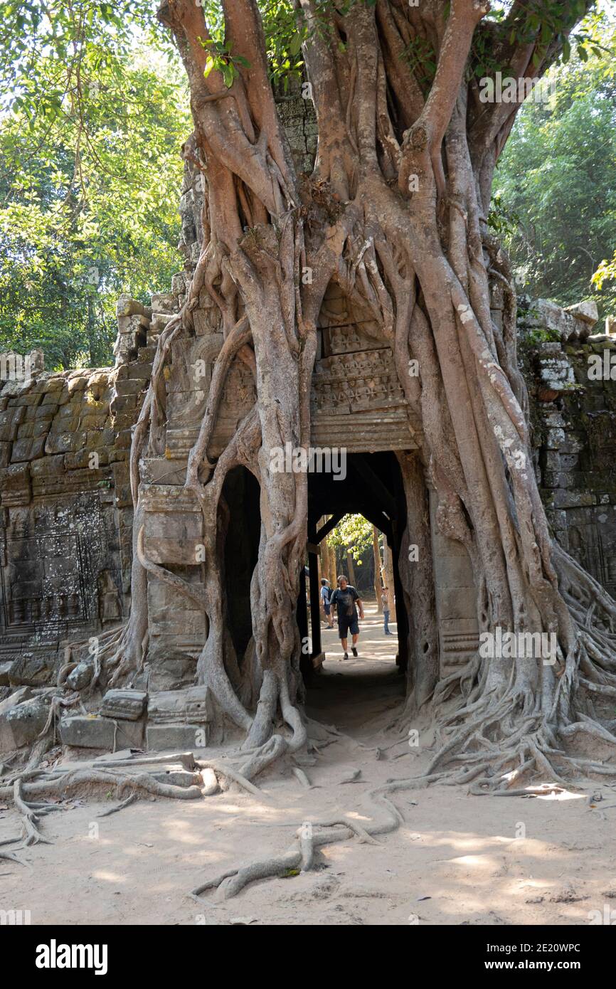 Racines d'arbres qui poussent au-dessus et à travers le temple de Ta Som Banque D'Images