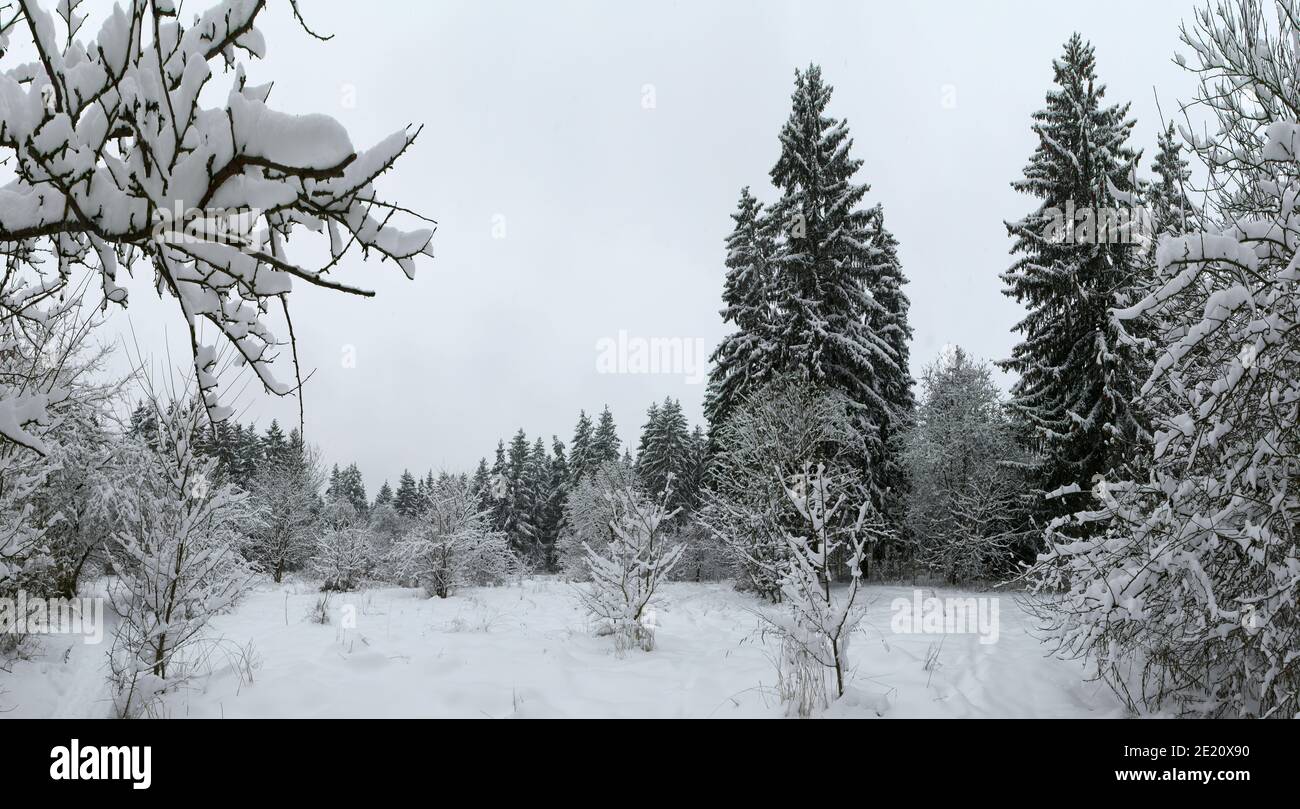 Belle vue d'hiver sur la forêt de pins couverte de neige. Minsk. Bélarus. Banque D'Images