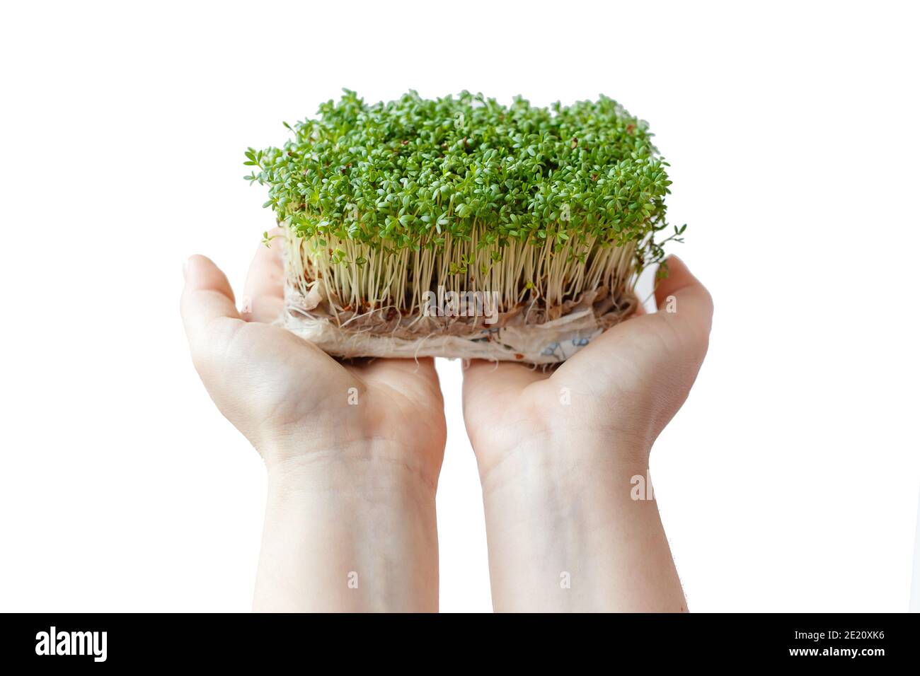 La femme tient et prend soin des pousses de plantes micro-vertes dans une boîte en plastique, les mains en gros plan, isolées sur fond blanc. Banque D'Images