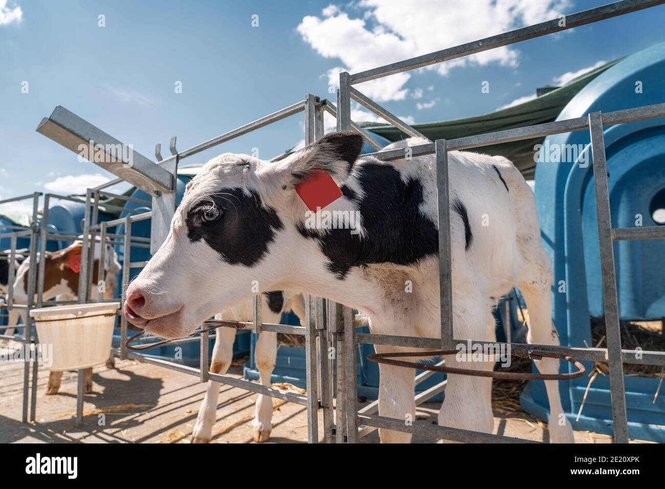 Le jeune veau drôle regarde sur la ferme laitière, l'agriculture et l'élevage de bétail. Banque D'Images