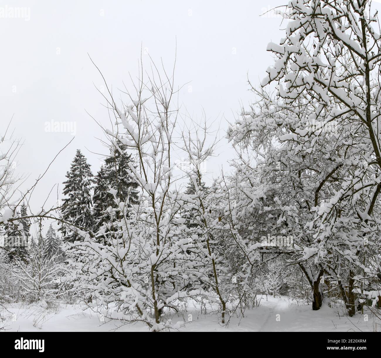 Belle vue d'hiver sur la forêt de pins couverte de neige. Minsk. Bélarus. Banque D'Images