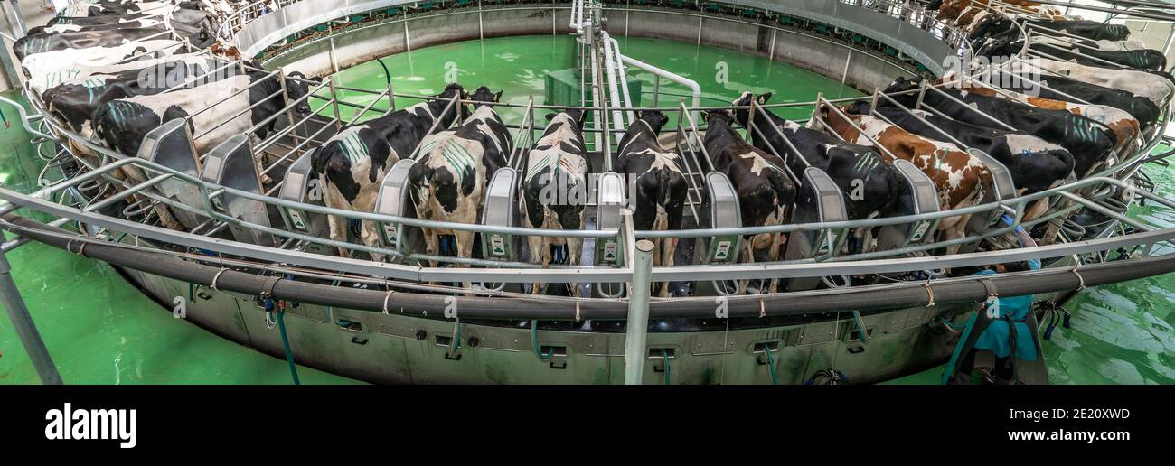 Système de traite automatique sur ferme laitière, image panoramique. Équipement robotique industriel moderne pour la traite des vaches. Banque D'Images