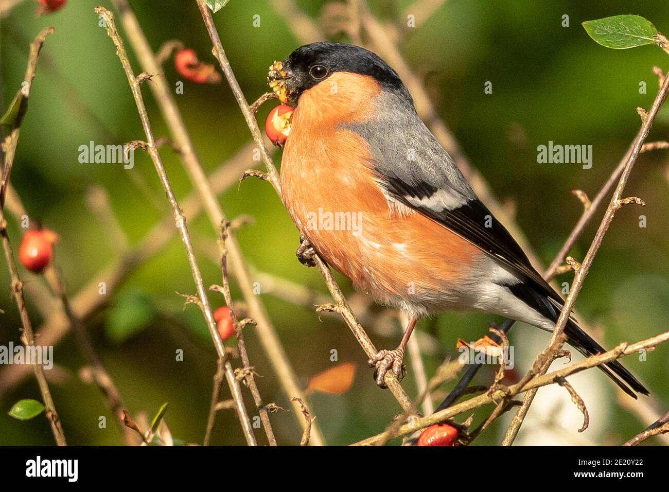 Bouvreuil pivoine Banque D'Images