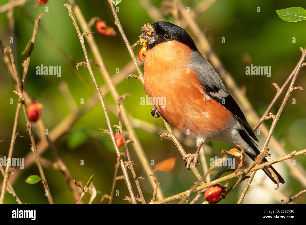 Bouvreuil pivoine Banque D'Images