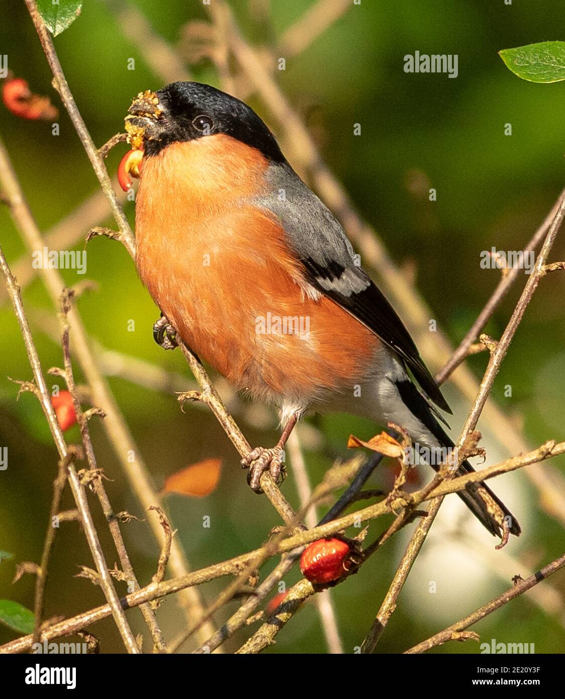 Bouvreuil pivoine Banque D'Images