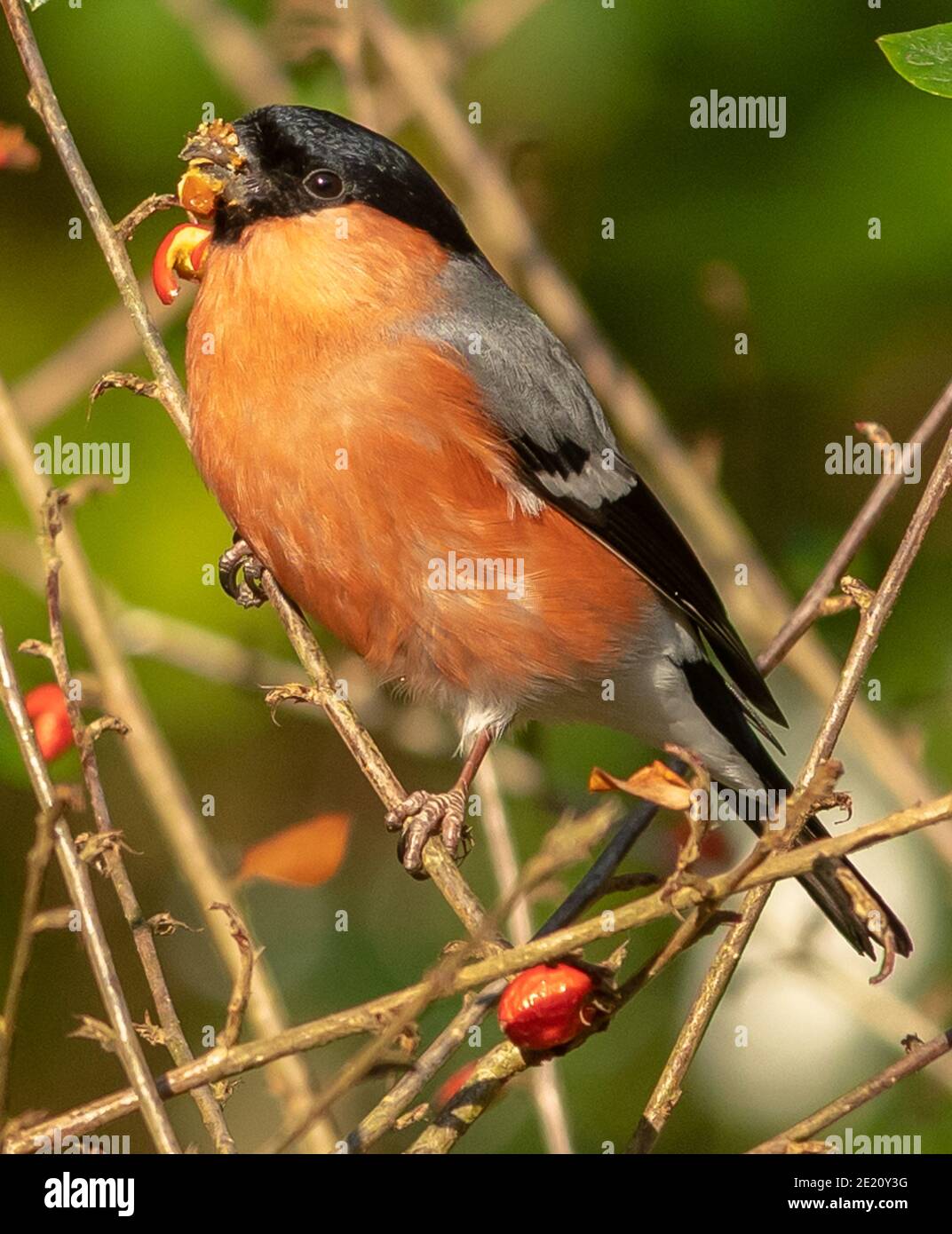 Bouvreuil pivoine Banque D'Images