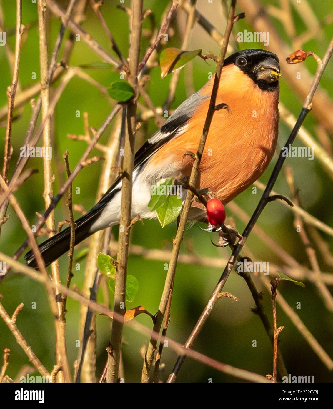 Bouvreuil pivoine Banque D'Images