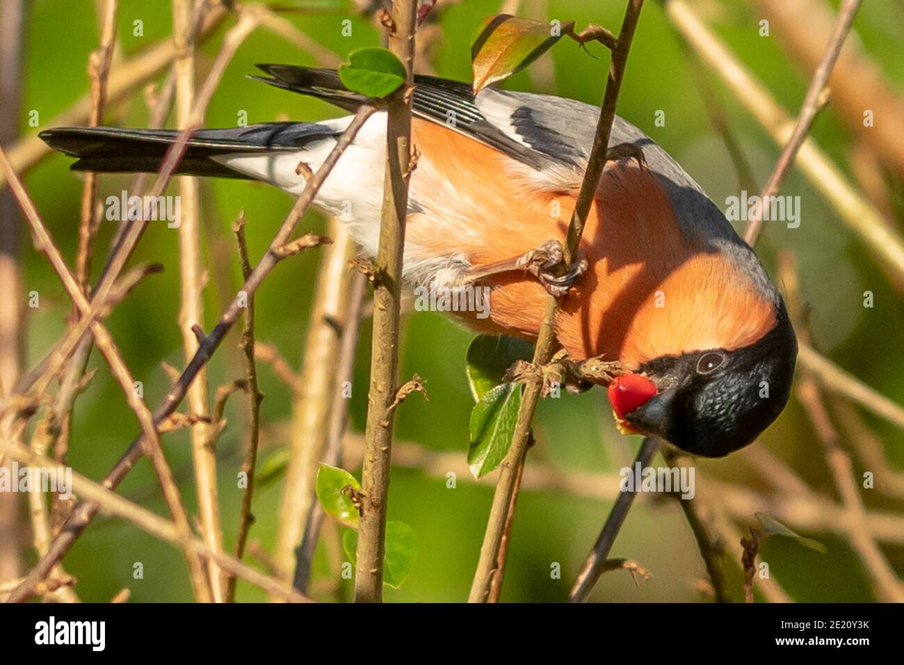 Bouvreuil pivoine Banque D'Images