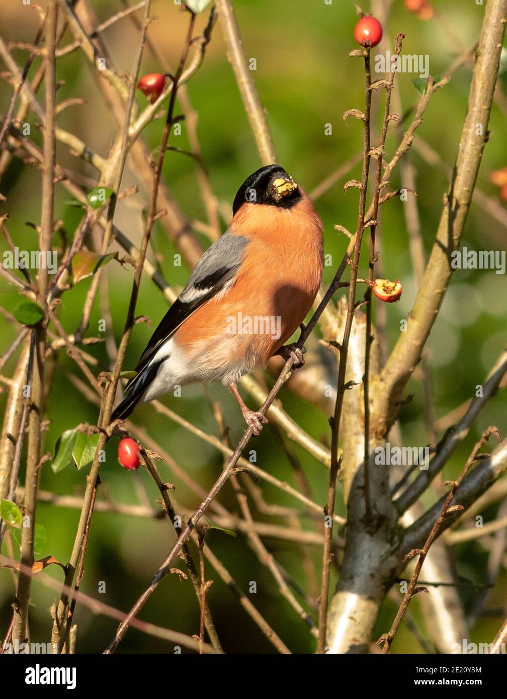 Bouvreuil pivoine Banque D'Images