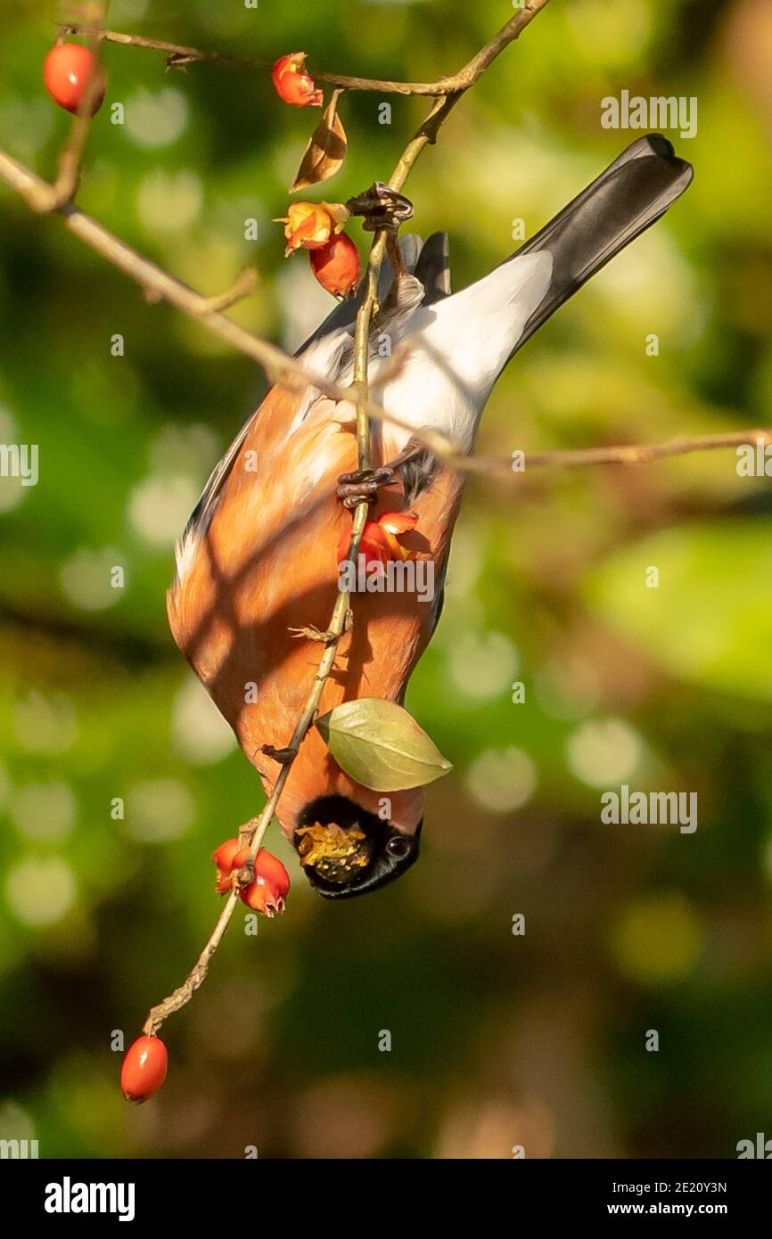 Bouvreuil pivoine Banque D'Images