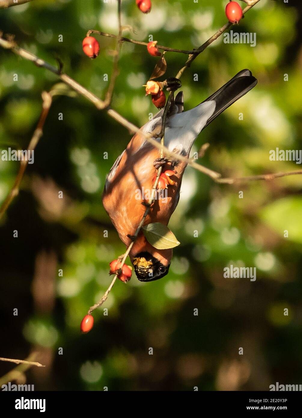 Bouvreuil pivoine Banque D'Images