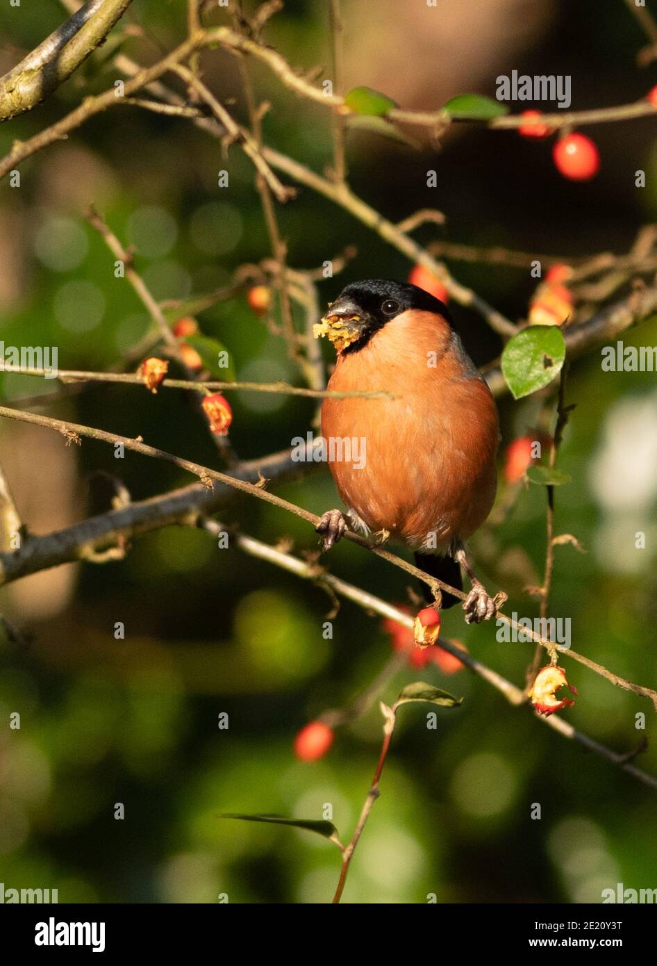 Bouvreuil pivoine Banque D'Images