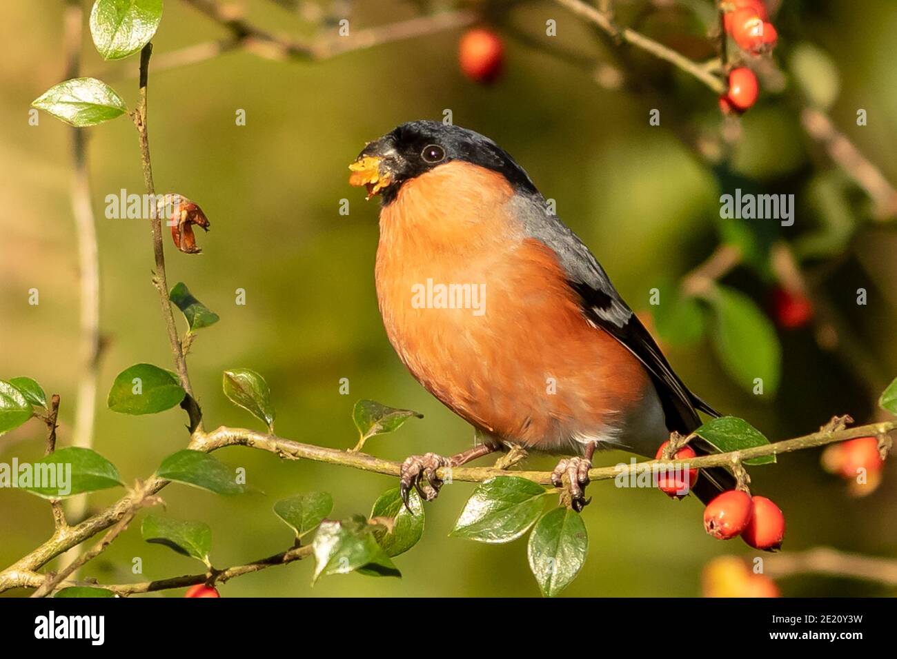 Bouvreuil pivoine Banque D'Images