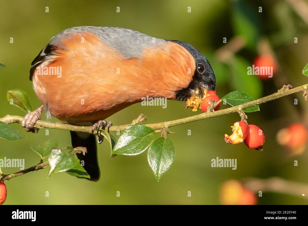 Bouvreuil pivoine Banque D'Images