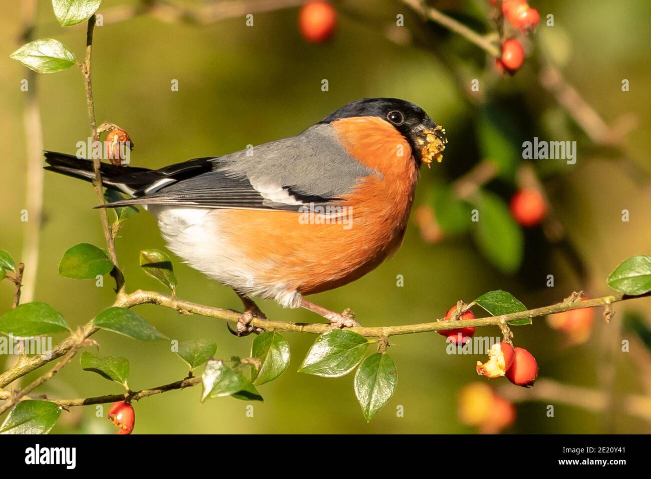 Bouvreuil pivoine Banque D'Images