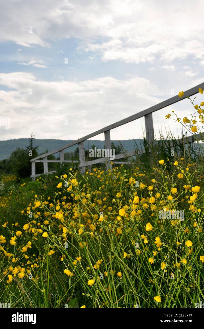 Gros plan de petites fleurs jaunes avec ciel nuageux en arrière-plan. Vue de dessous, verticale. Banque D'Images