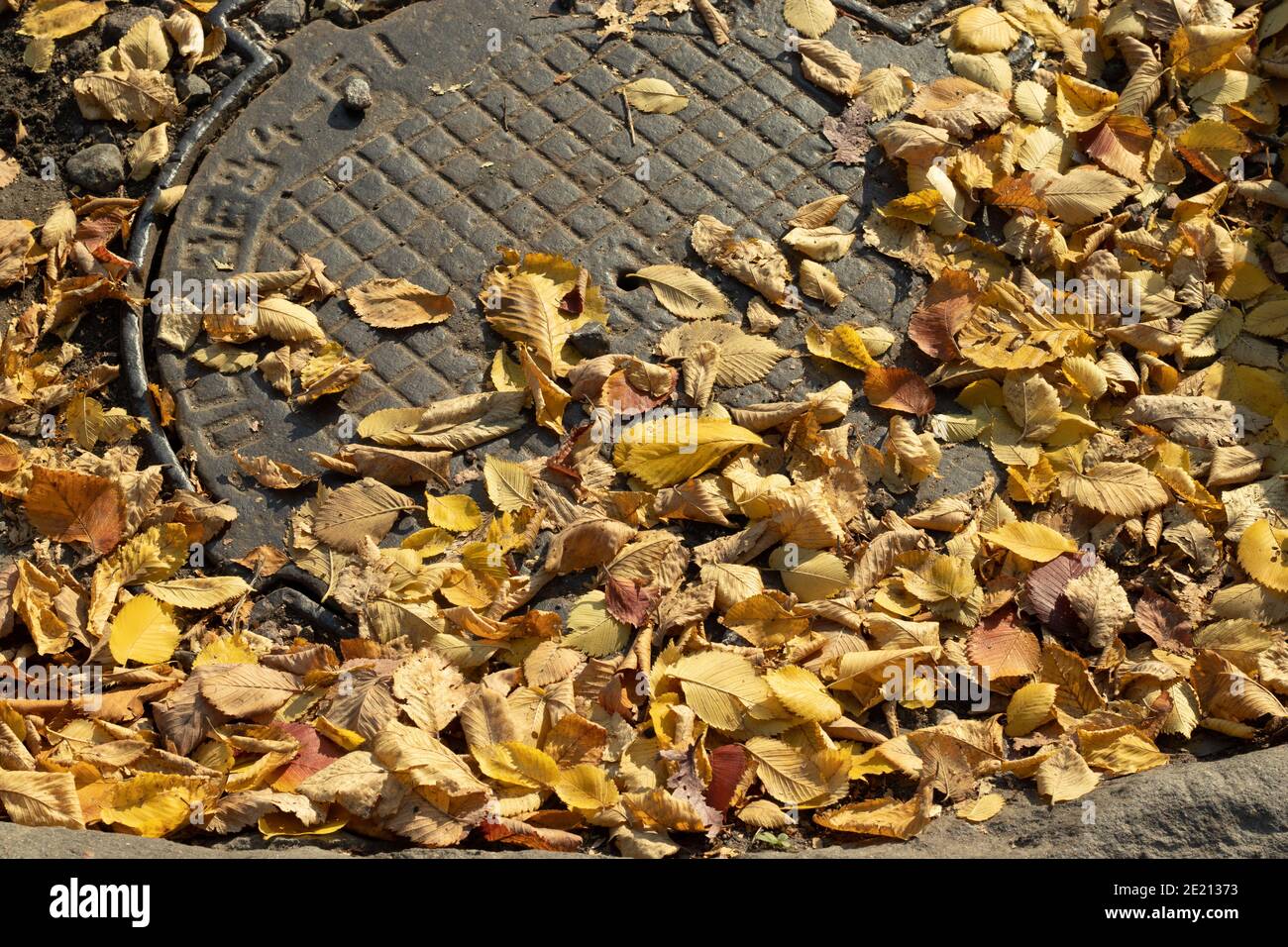 Sécher les feuilles jaunes tombées sur une trappe d'égout. Photo d'ambiance d'automne et d'automne. Banque D'Images