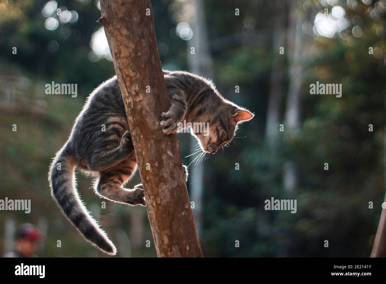 Vue en contre-plongée d'un joli chat gris et blanc en tenant sur la bûche de l'arbre sur un flou arrière-plan Banque D'Images