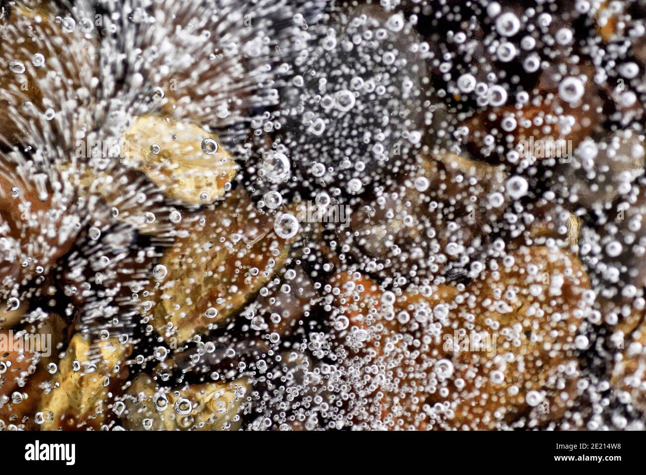 cailloux vus à travers une feuille de glace avec des bulles d'air Banque D'Images