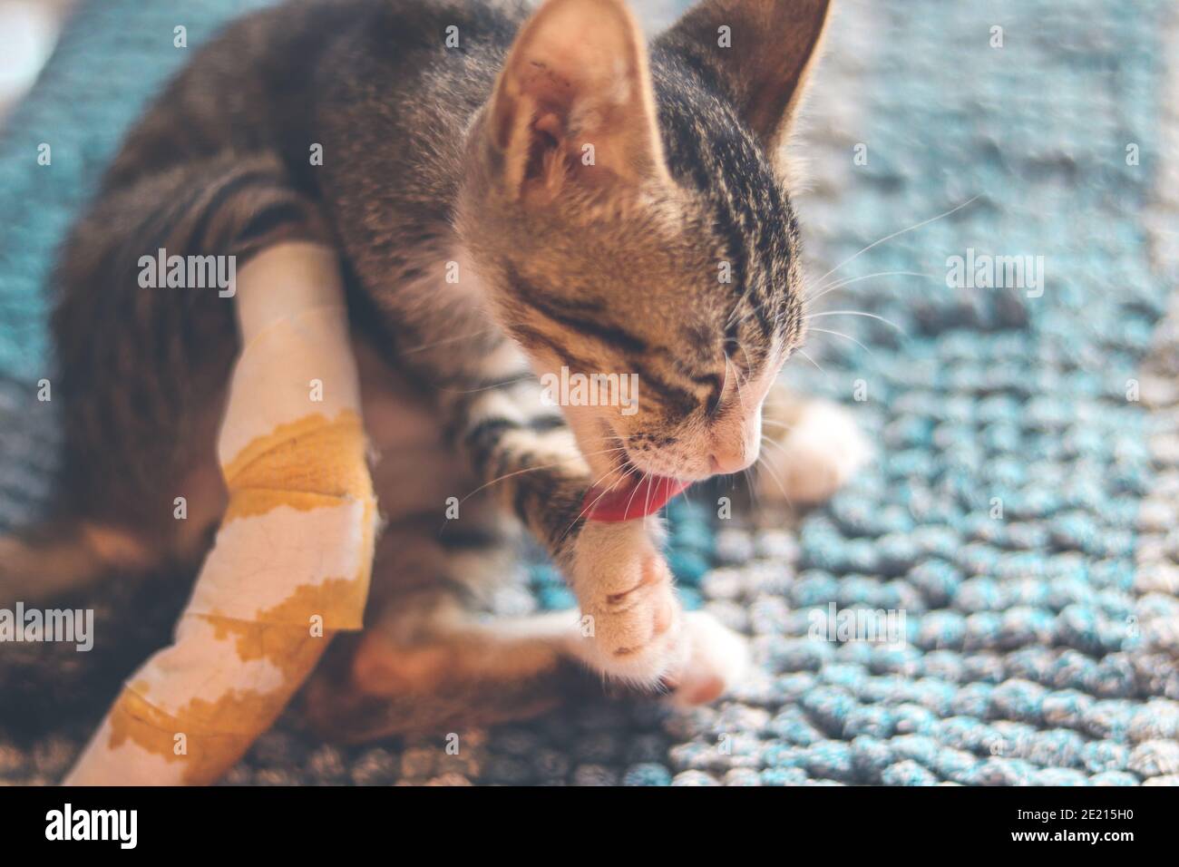 Un Chat Domestique Avec Un Bandage Une Blessure A La Tete Et Patte La Protection Des Animaux Photo Stock Alamy