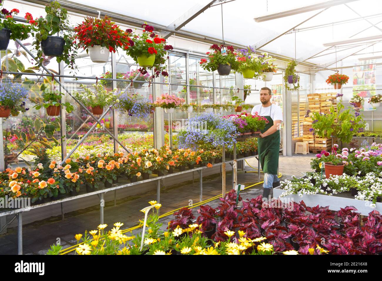 un travailleur heureux cultivant des fleurs dans une serre d'un magasin de fleurs Banque D'Images