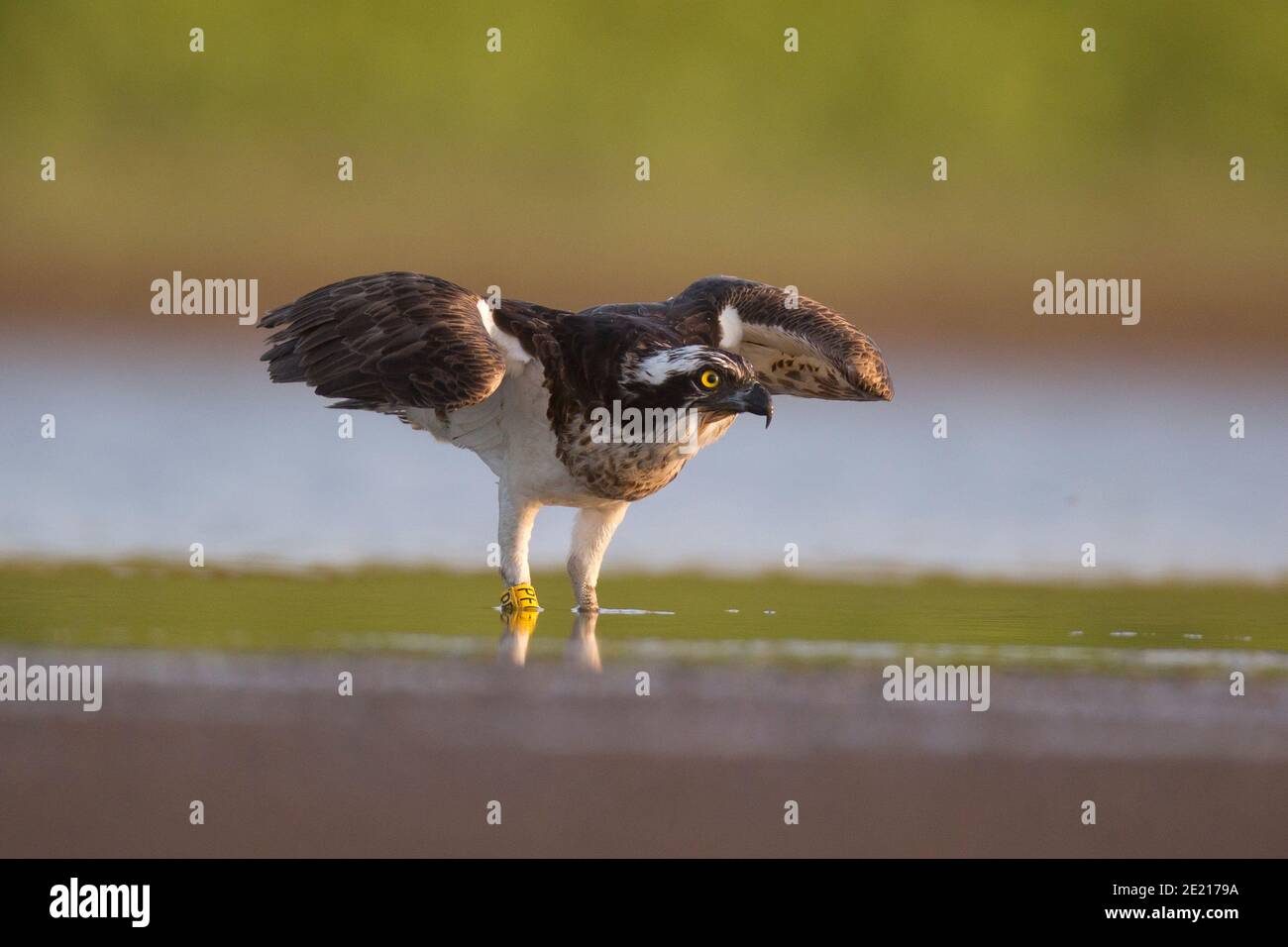 Osprey (Pandion haliatus) chasse au poisson dans un étang d'eau. Cet oiseau de proie mangeant des poissons se trouve sur tous les continents, à l'exception de l'Antarctique. Son régime contre Banque D'Images