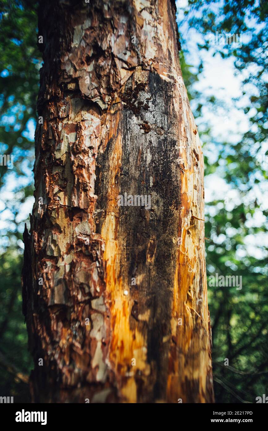 Plan vertical d'un tronc d'arbre épais dans la forêt sur un arrière-plan flou à la lumière du soleil Banque D'Images