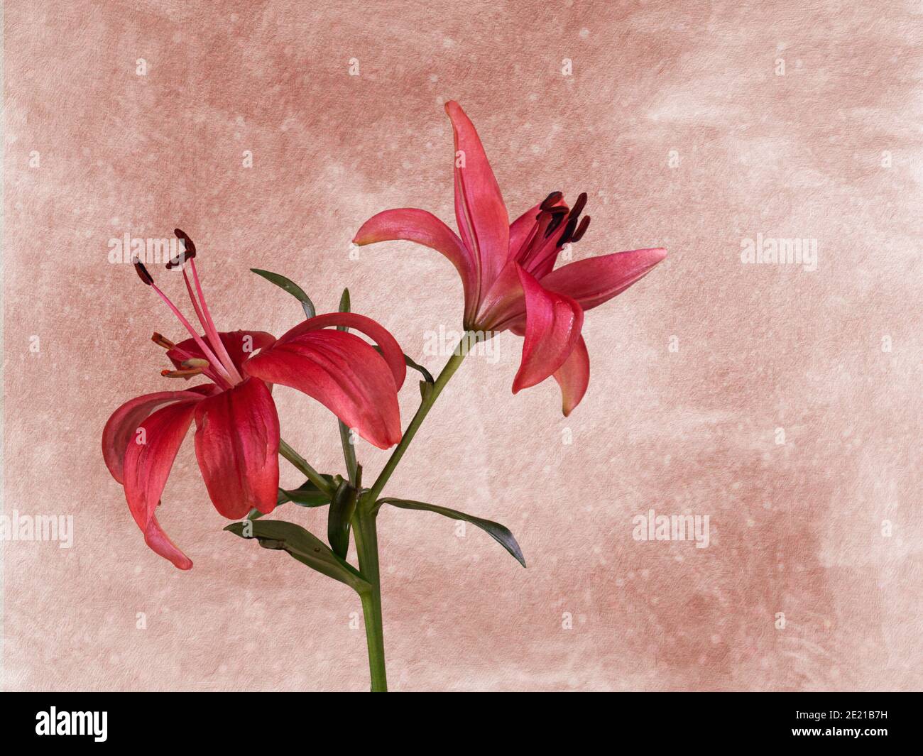 Fleur de nénuphars rose artistique sur un joli fond. Banque D'Images