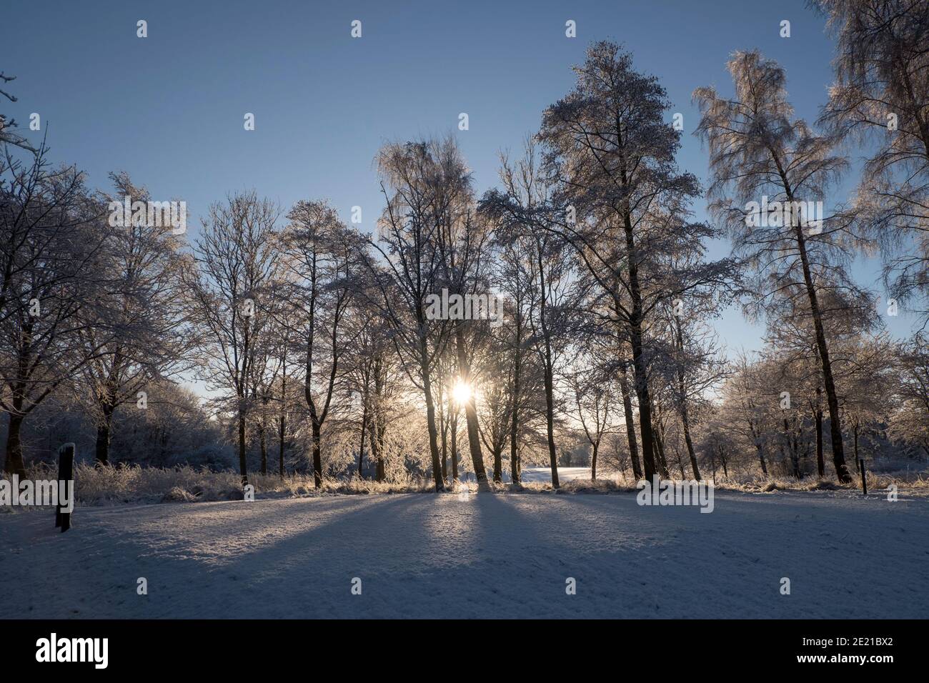 Soleil qui brille à travers les arbres couverts de neige Banque D'Images