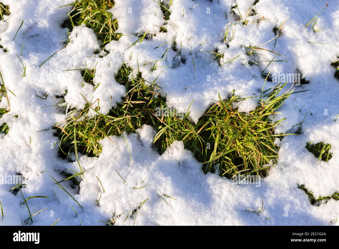 Herbe émergeant de la fonte de la neige d'hiver Banque D'Images