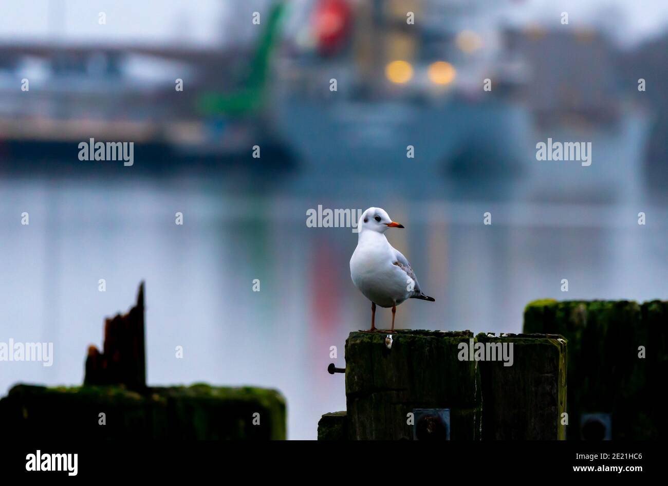 Jeune mouette reposant sur un quai au bord de l'eau. Banque D'Images