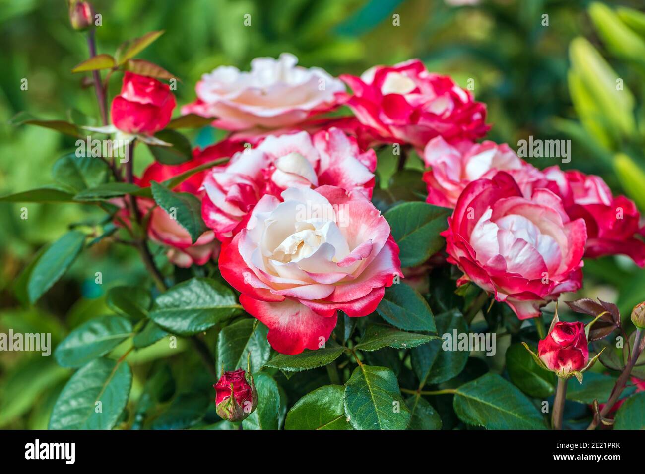 Gros plan de la rose de thé hybride de Nostalgia dans le jardin Banque D'Images