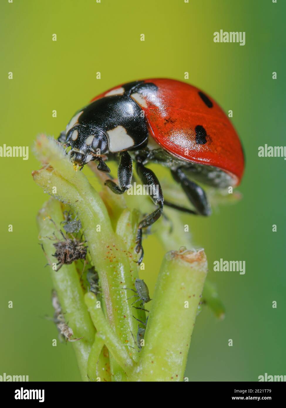 Ladybird mange un puceron Banque D'Images